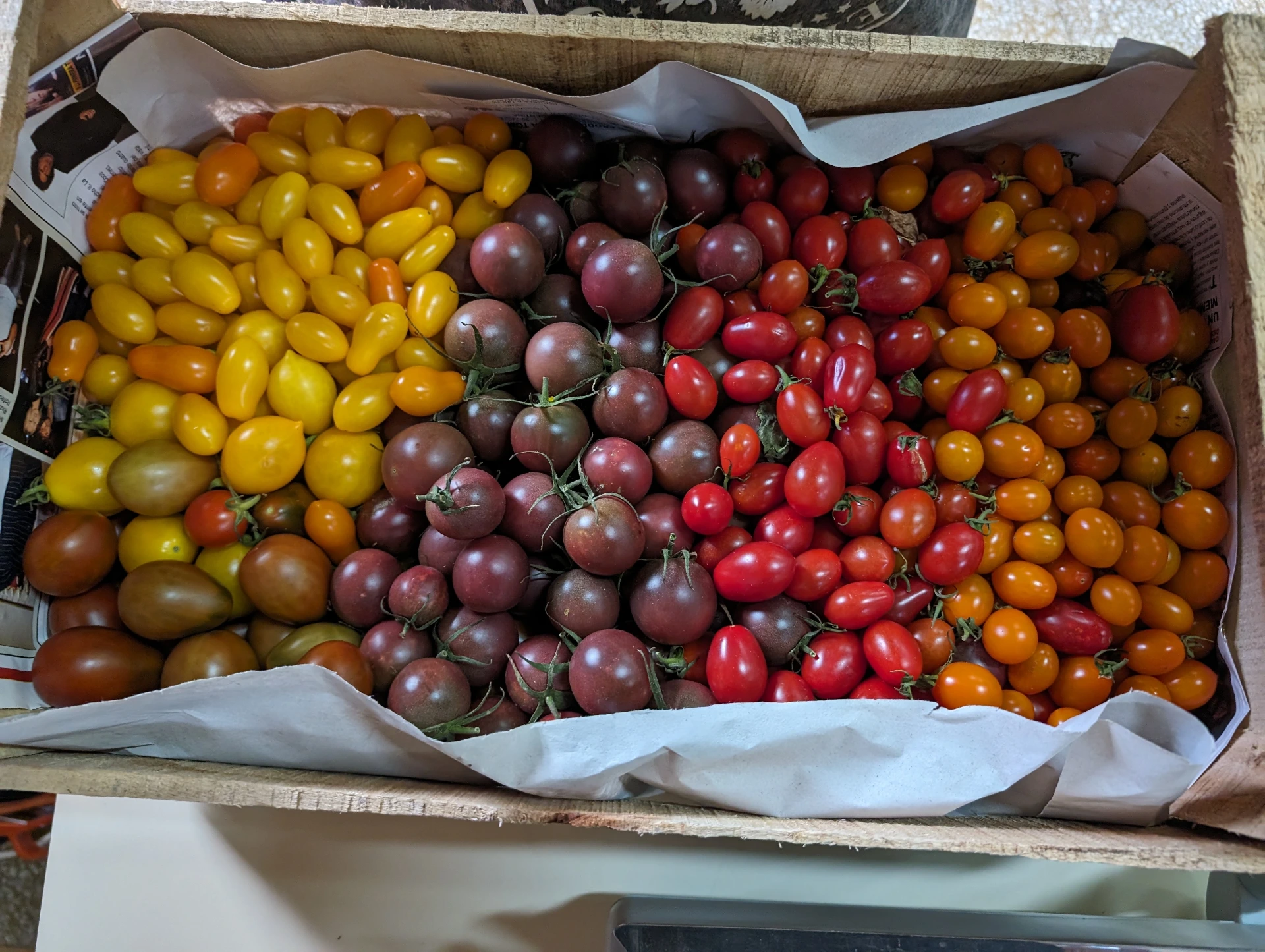 Bolson de tomate cherry agroecológico - 5 kg aprox