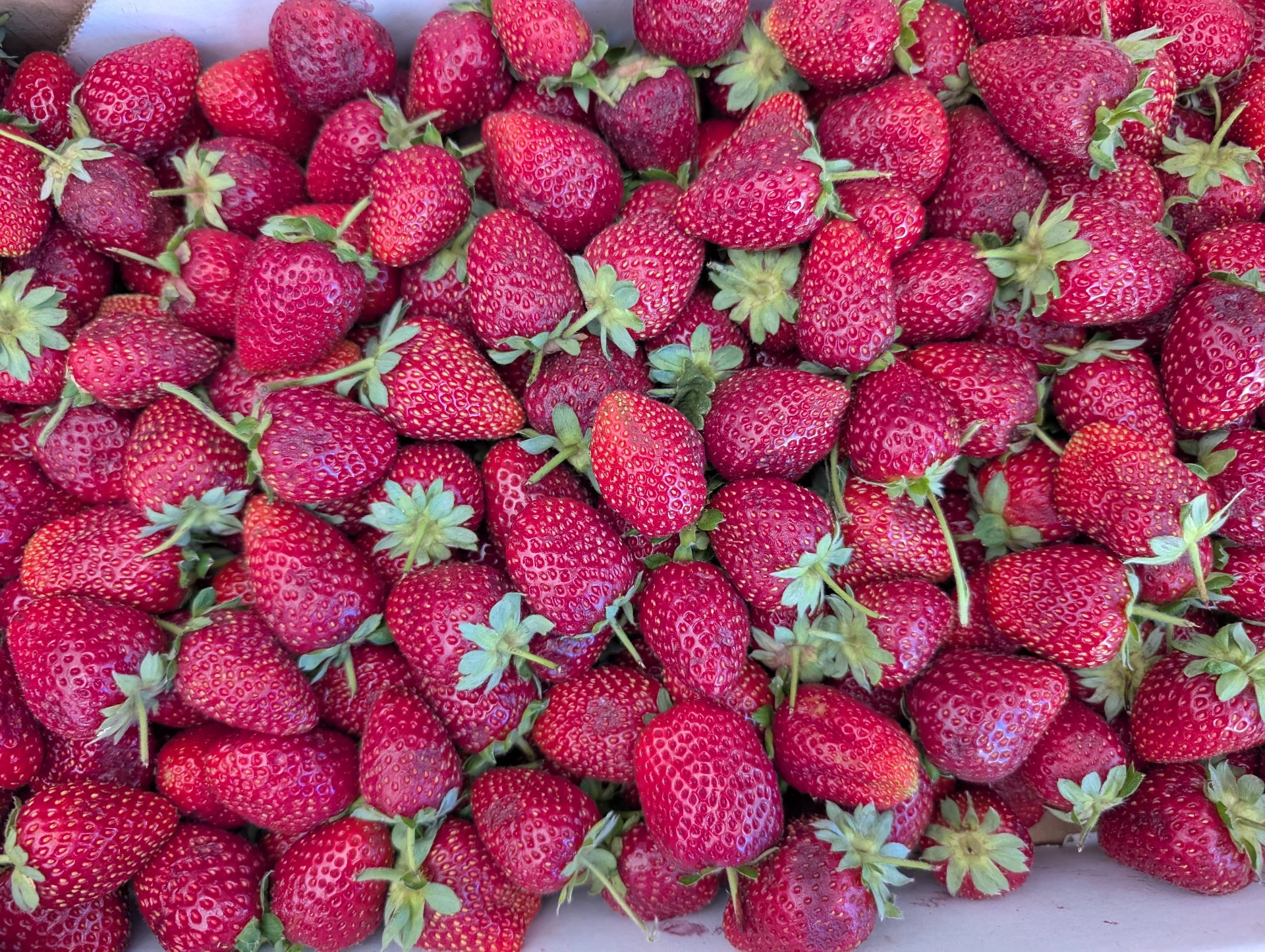 Cajón de frutillas premium x 3k